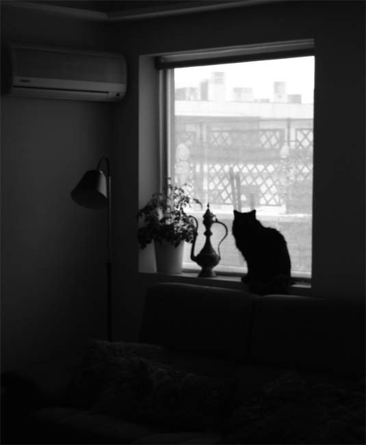 ContrasteGato